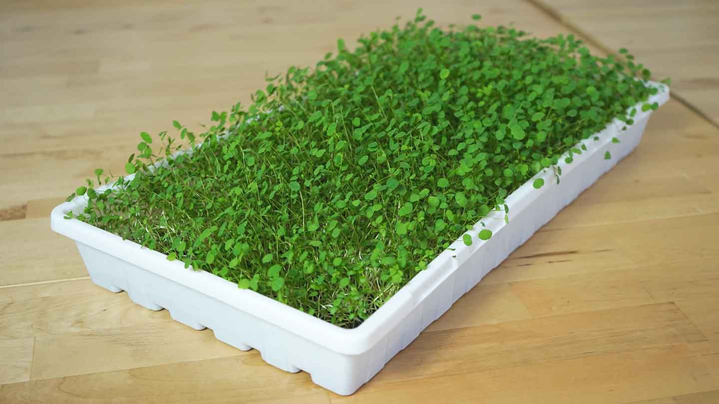 Alfalfa Microgreens For Sale In Denton & North Dallas | Greenfin Farms