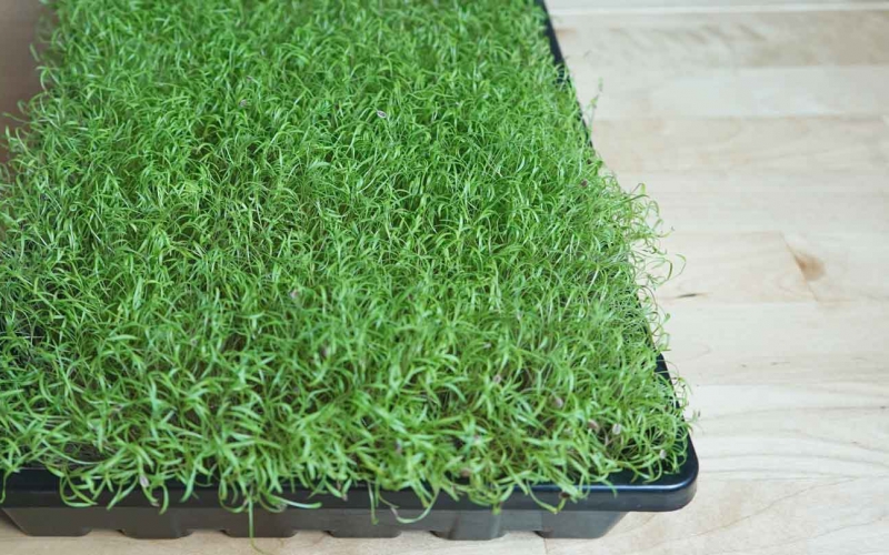 Microgreens delivered in bulk and reoccuring orders