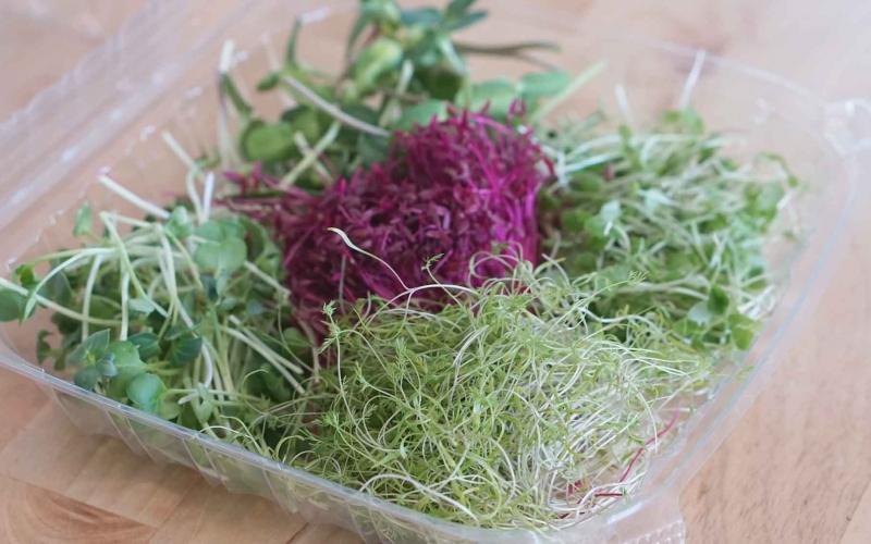 Greenfin Farms Microgreens Sample Container