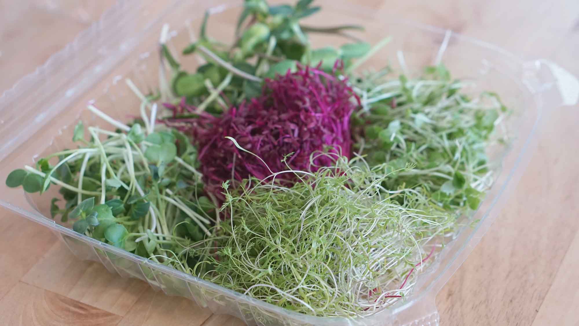 Amaranth Microgreens for Sale in Denton & North Dallas Greenfin Farms