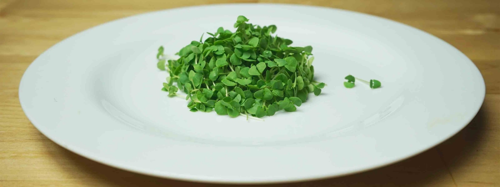 A portion of Microgreens on a white plate.