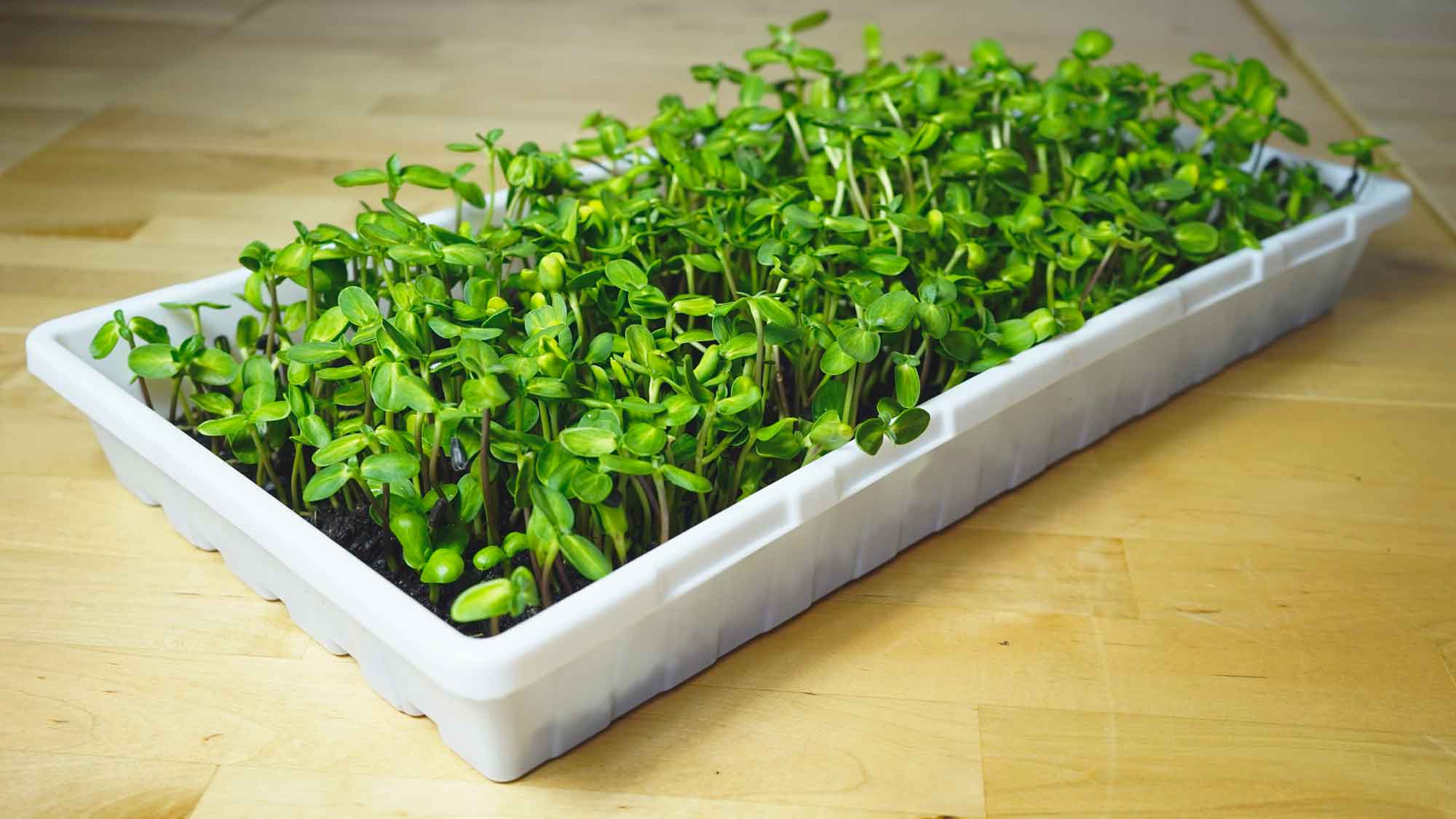 Sunflower Microgreens For Sale In Denton & North Dallas | Greenfin Farms