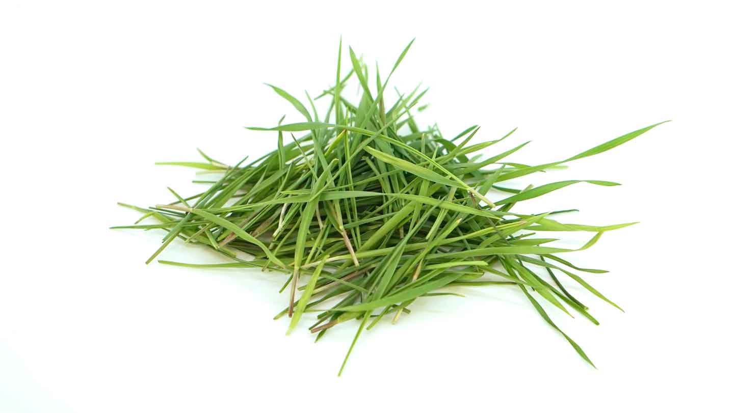 Wheatgrass Microgreens